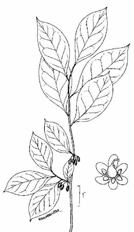 an illustration of spicebush leaves