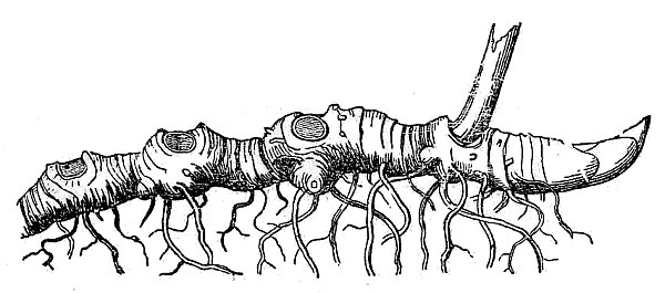 an illustration of rhizome of Solomon’s seal.