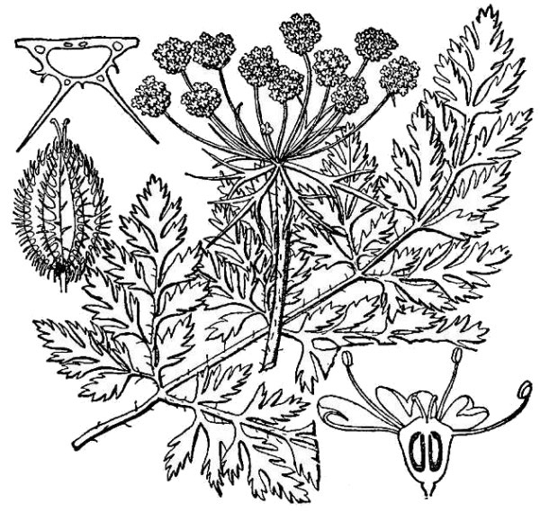 an illustration of wild carrot