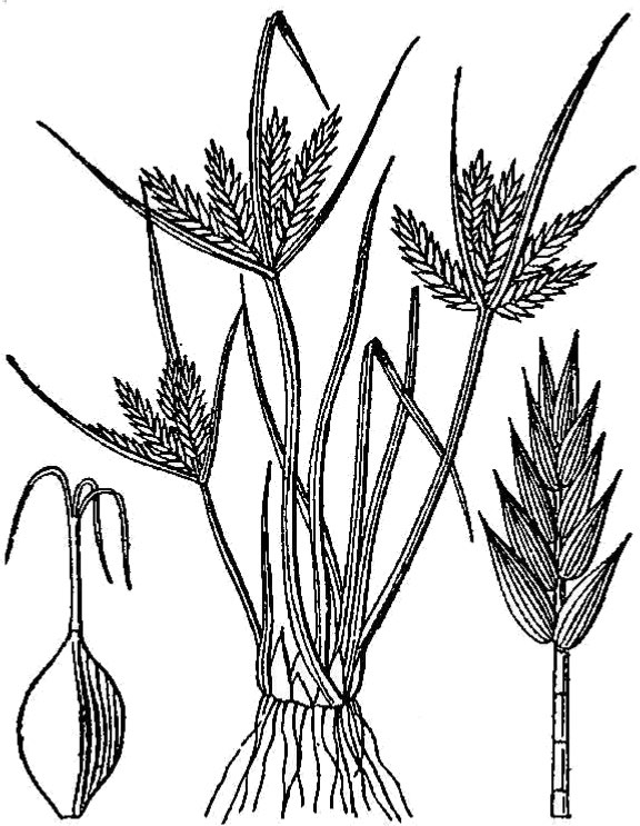 an illustration of flatsedge