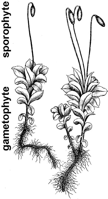 an illustration of moss