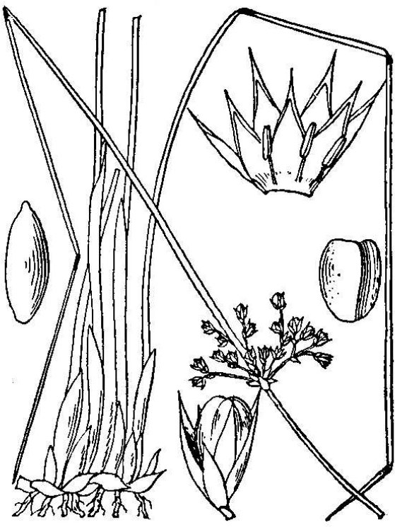 an illustration of soft rush