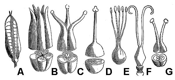 illustrations showing variations in pistil structure