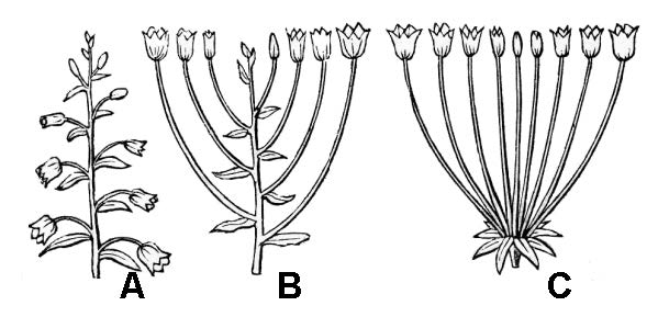 illustrations showing indeterminate inflorescences