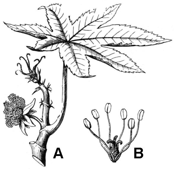 illustrations of incomplete flowers