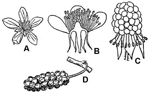 illustrations of aggregate and multiple fruits