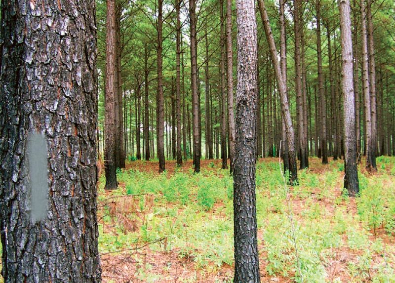 picture showing trees and green space