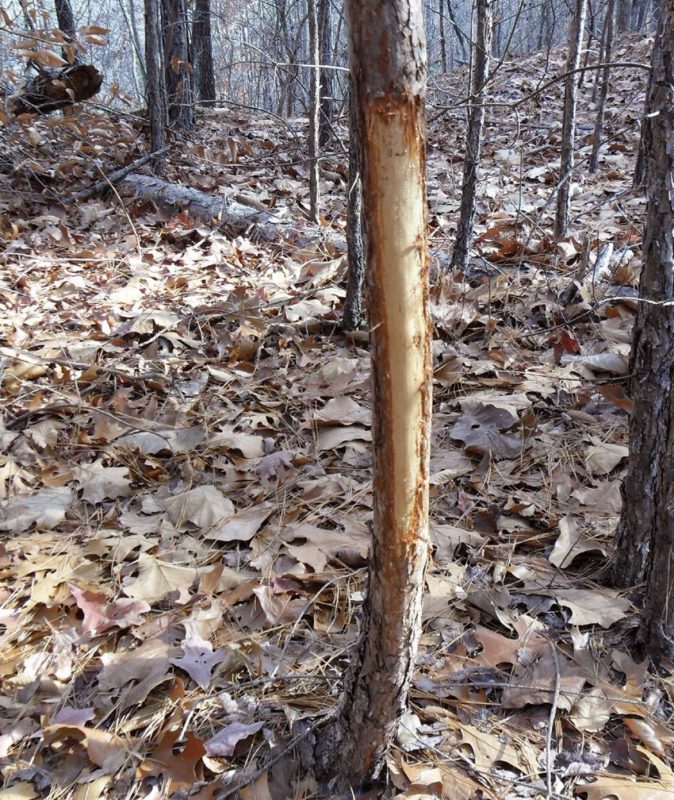 Small tree got marked by male deer by rubbing its velvet on their antlers against the small trees.