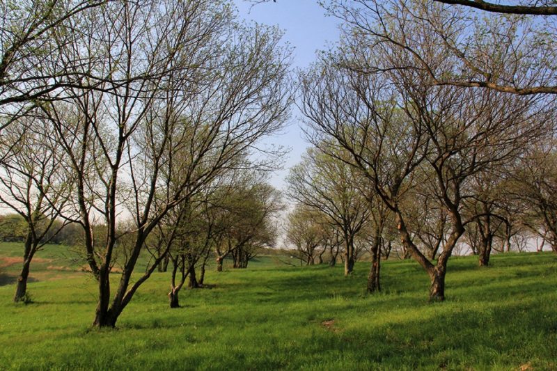Chestnut Spacing at 40 by 40 feet. 