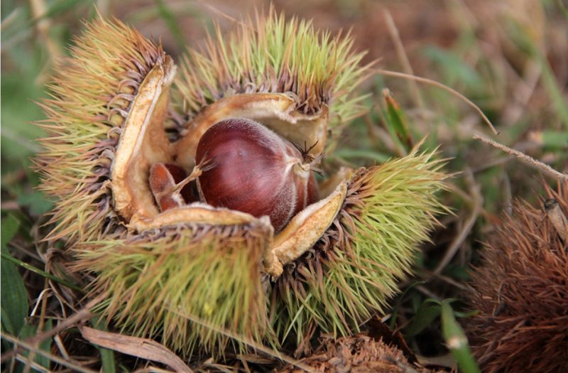 Harvestable chestnuts in the bur.