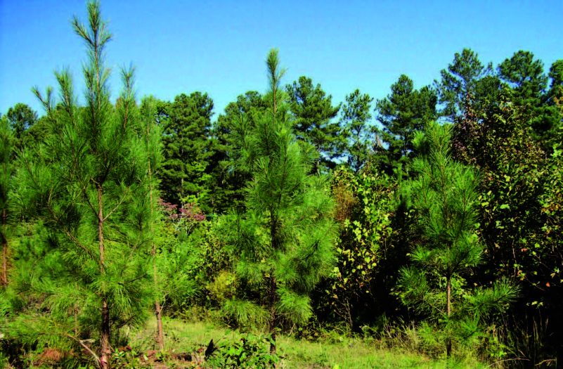 Forest with different trees