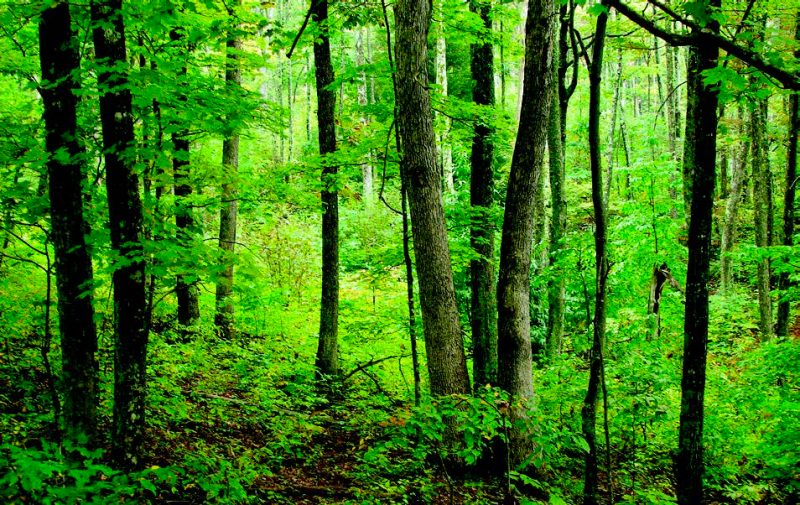 Image of a forest 