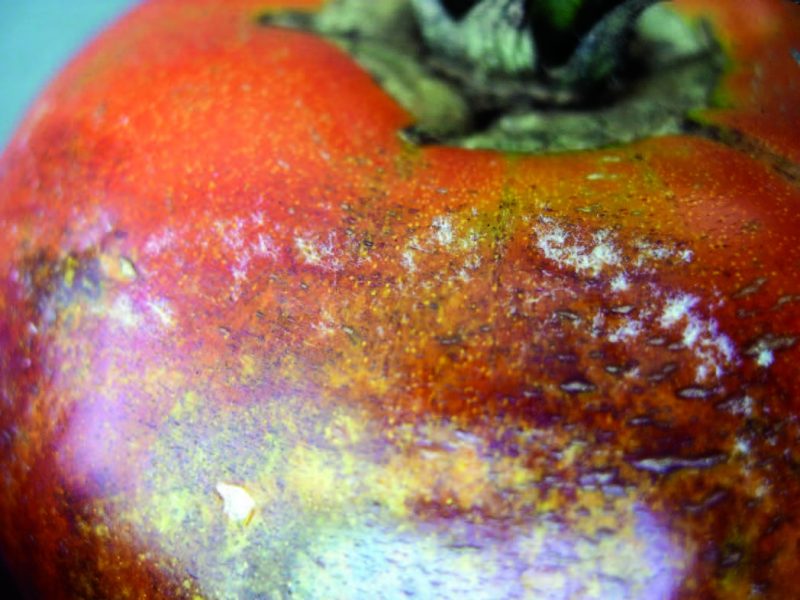 a green tomato amongst brown decayed leaves