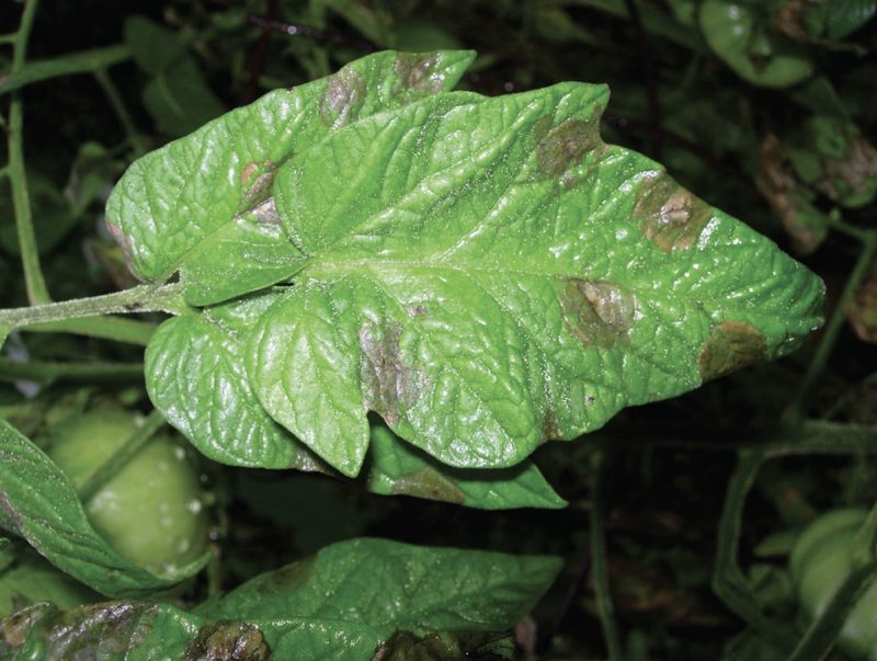 green leaves with brown tips