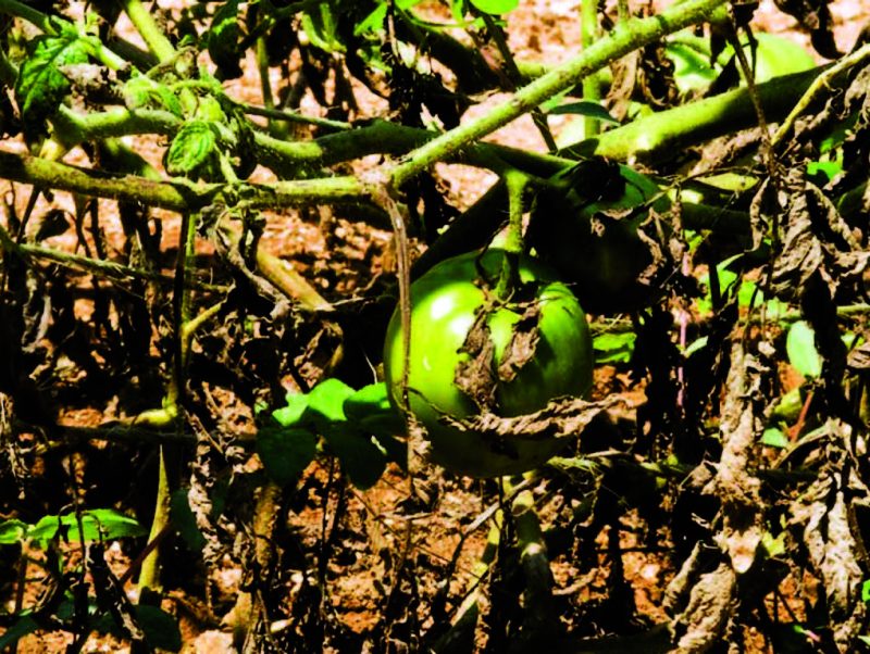 Photo of a brown and withered foliage tomato crop