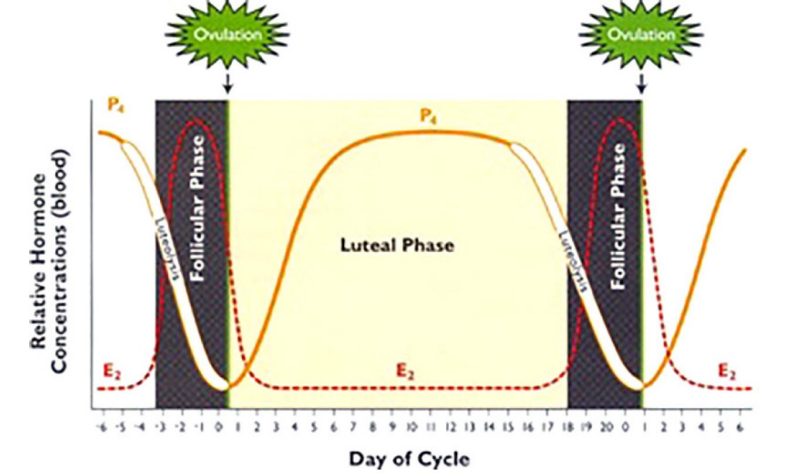 Phases of the estrous cycle diagramed with the relative hormone concentration plotted on the X asis and the day of cycle plotted on the Y asis.