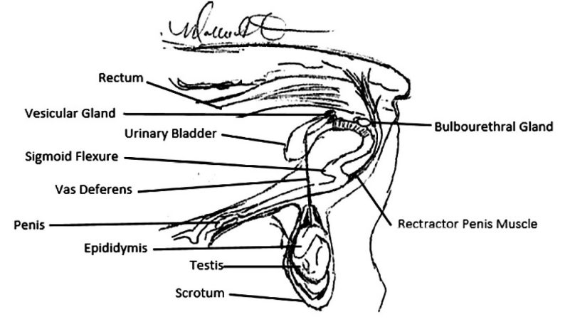 A hand-drawn illustration of a male sheep reproductive tract with the parts labeled.