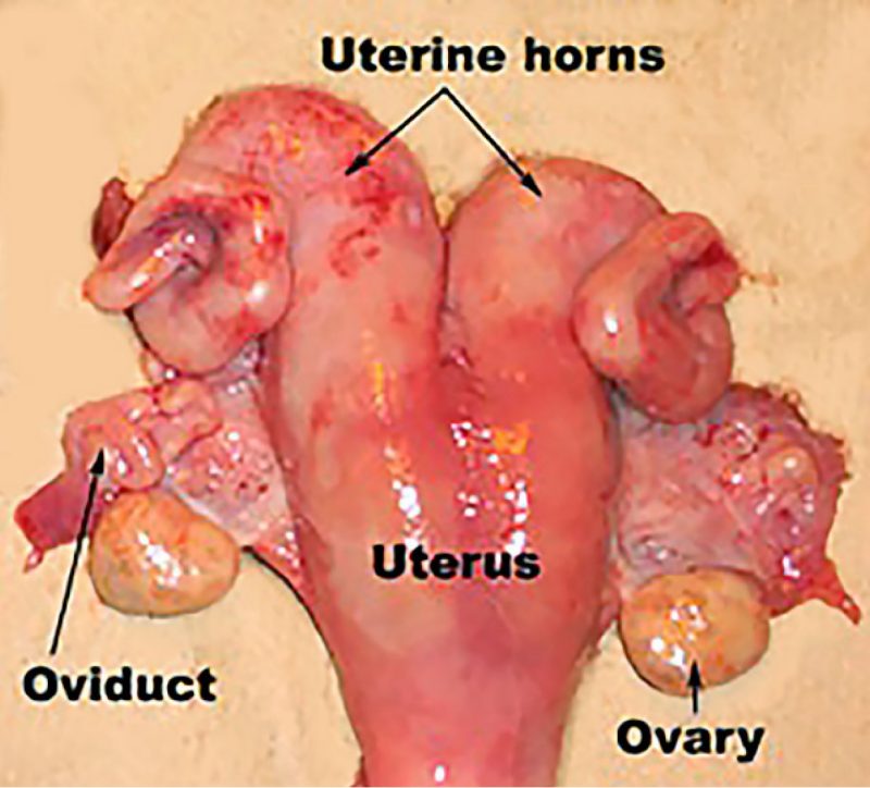 The dorsal view of a real goat reproductive tract with a beige background and parts labeled.