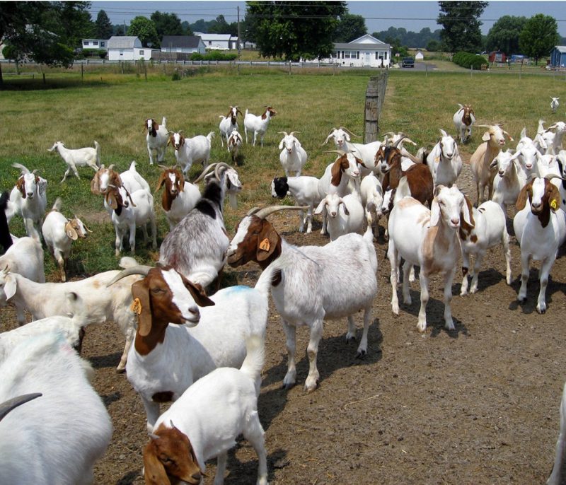 A breeding group of crossbred meat does.