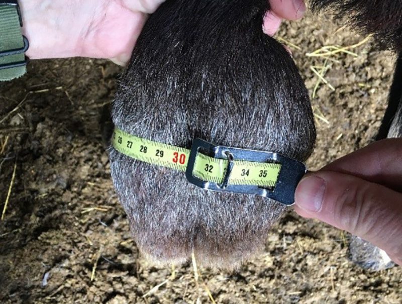 Someone holding a buck's scrotum while measuring its circumference with a measuring tape.