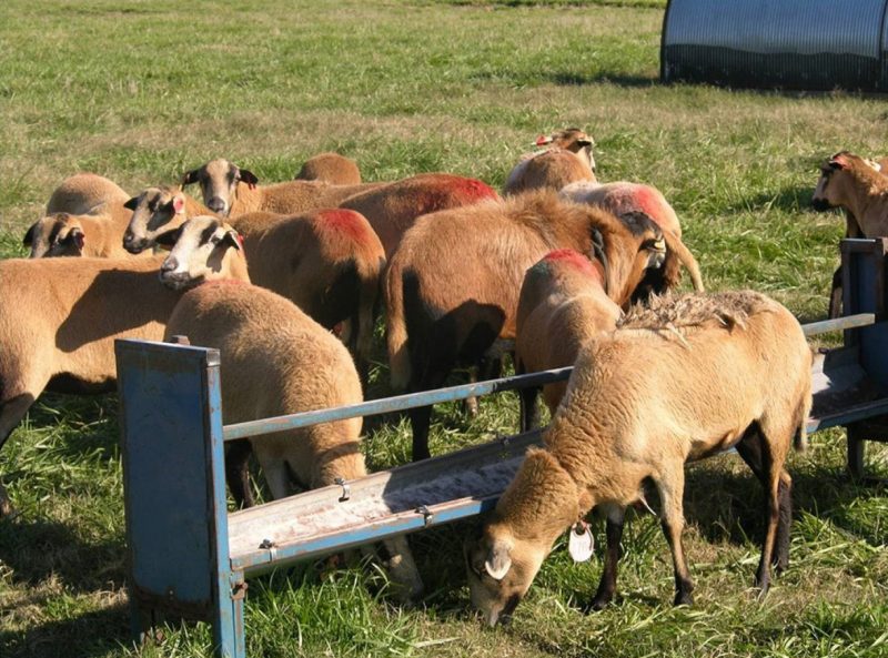 Several barbados blackbelly goats surrounding a metal feeder in a pasture.
