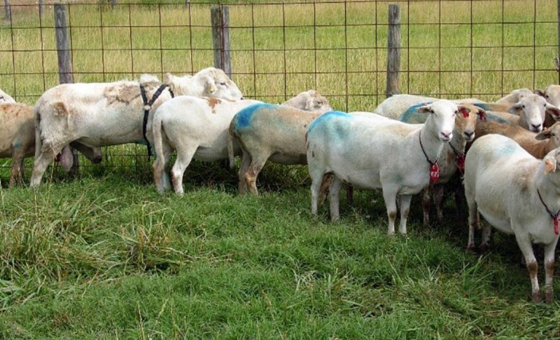 A breeding group of Katahdin hair sheep.