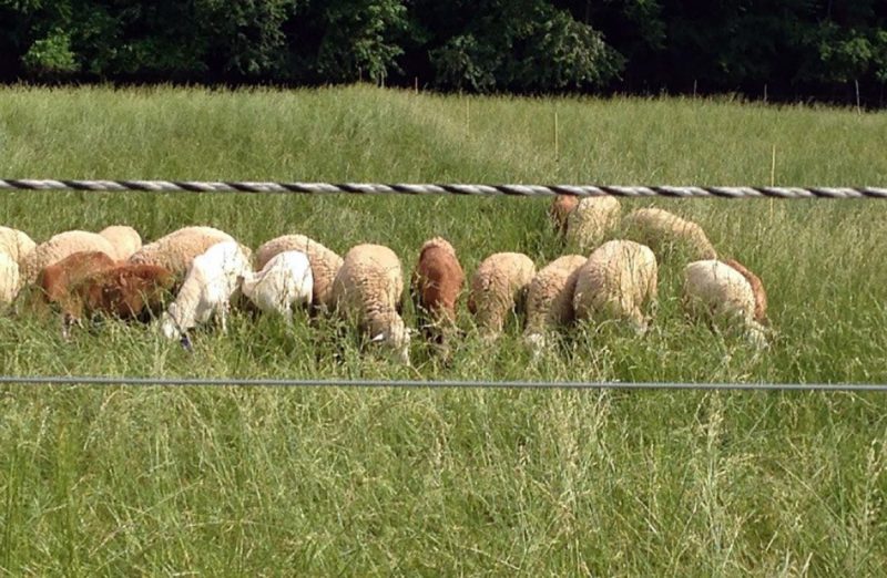 Purebred and crossbred (Dorset-sired) landrace hair sheep lambs grazing on pasture.