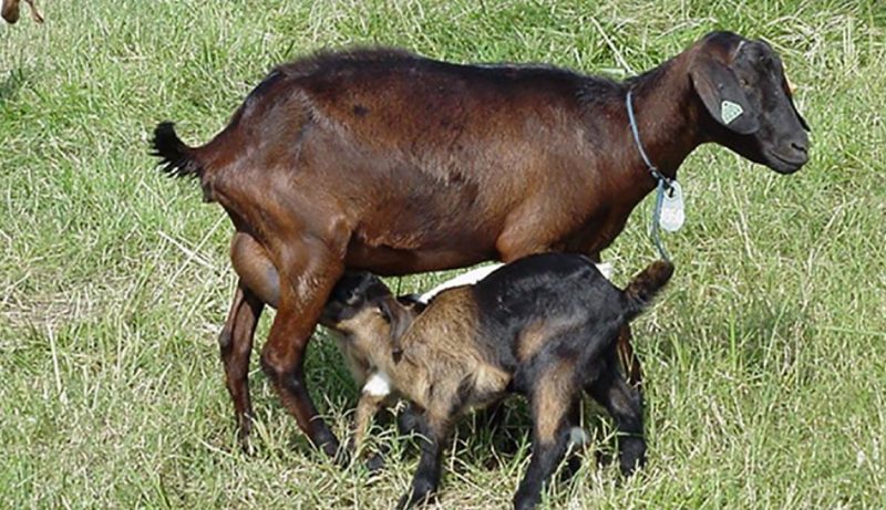 Spanish doe nursing twins.