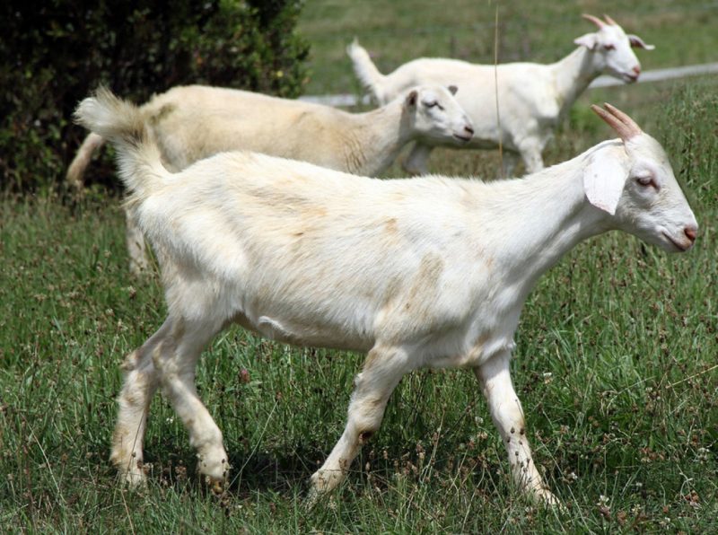 Kiko does and ewe walking in pasture.