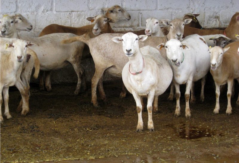 A group of Katahdin ewes.
