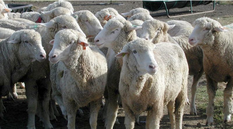 A group of Rambouillet ewes. 