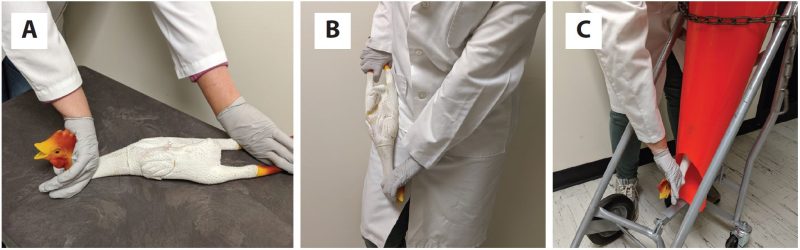 Three images depicting manual cervical dislocation using a rubber chicken. In figure 1A, a gloved operator holds the chicken stretched down on a table, with one hand on its feet and the other around its neck. In figure 1B, the operator holds the chicken against the body, with its legs at the operator's hip and its head at the operator's thigh. In figure 1c, the head of the bird faces down to the floor with the operator's grip around its neck; the rest of the chicken is cloaked by an orange killing cone attached to a gas cylinder cart.