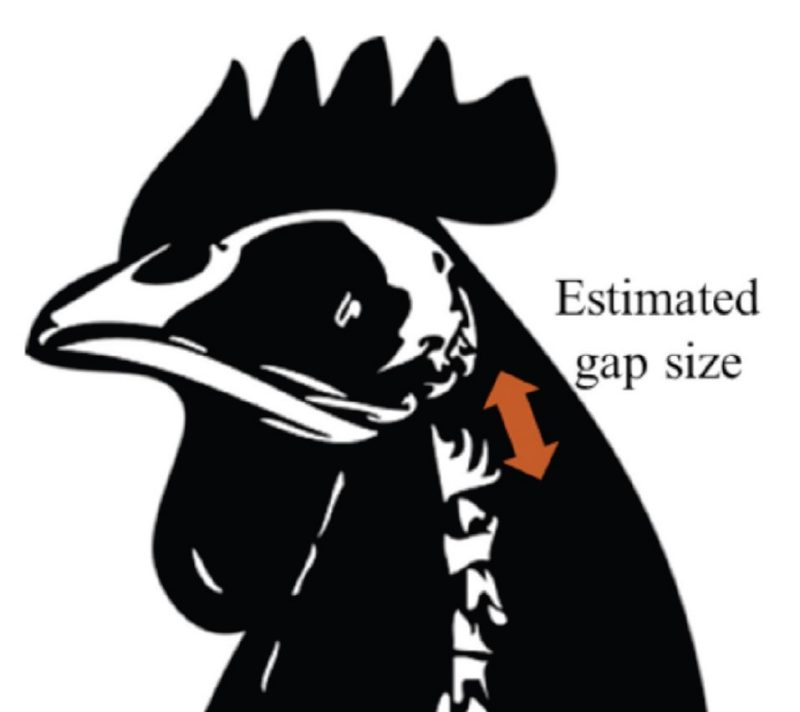 A black silhouette drawing of a chicken's head and neck with the skull and spine highlighted in white. A red two-headed arrow at the top of the spine indicates where the researchers measured the gap size post-mortem.