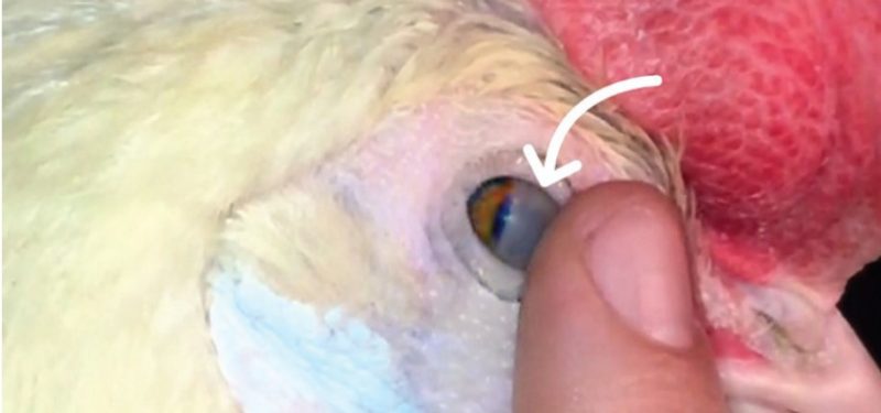 A close-up of a chicken's eye with the nictitating membrane covering half of it. A finger near the corner of the eye indicates where to induce the reflex. An arrow draws readers' attention to the membrance.