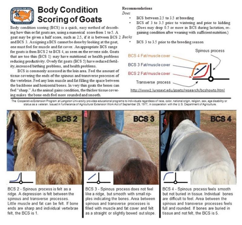 Body condition scoring guide.