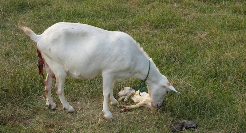 Doe with aborted kids.