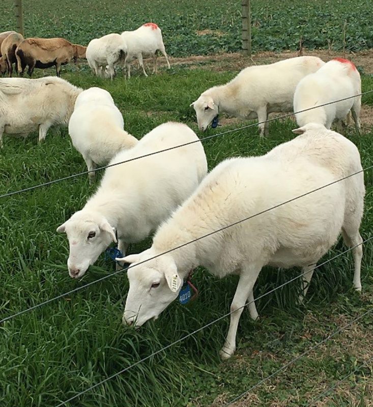 Early pregnant ewes grazing ryegrass.