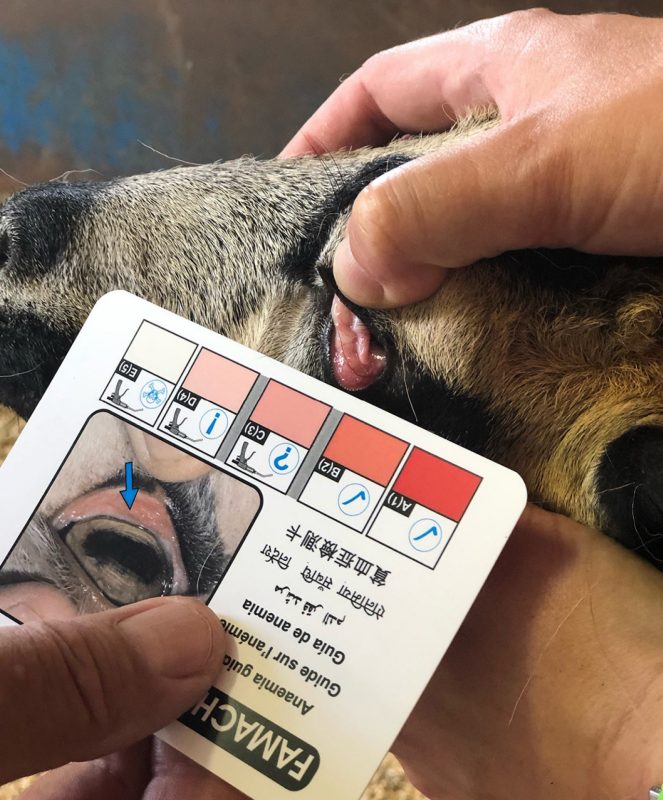 FAMACHA© scoring a ewe.