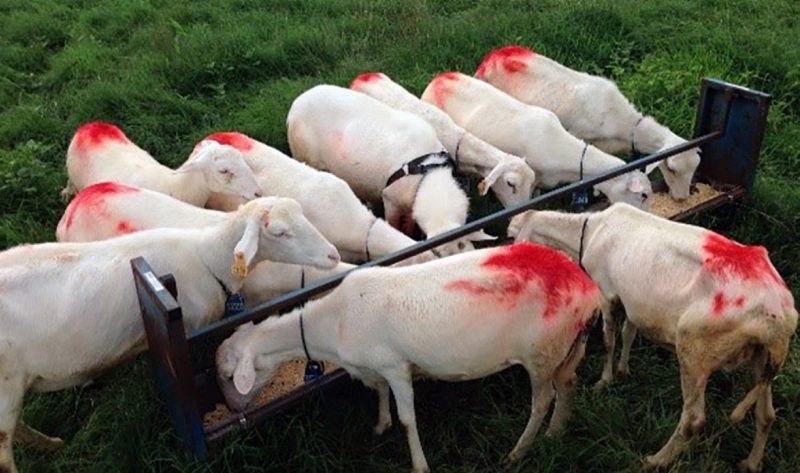 A group of ewes with red markings on their backs are gathered around a feed trough in a grassy field.
