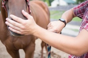 A person with his hand covering the nostrils of a horse.