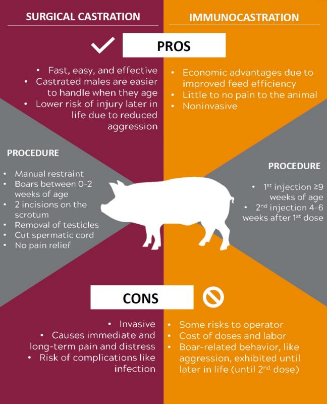 An infographic with bullet points of the pros and cons of surgical castration and immunoadsorption as well as the procedures for each.