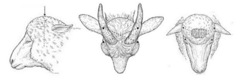A view of a sheep profile, top view, and horned goat top view, with lines marking proper stunning placements.