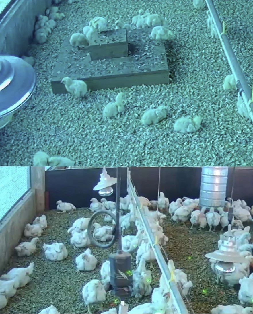   Many active and resting young and older chickens