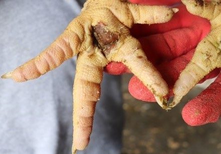chicken foot with a deep lesion