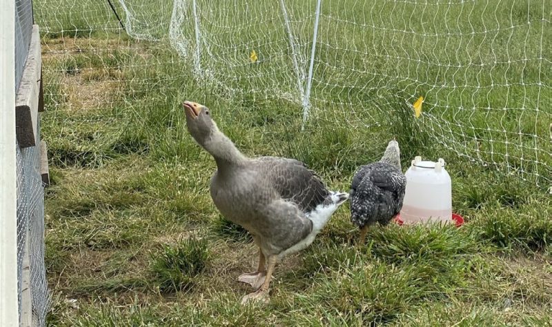 A photograph of a goose and a chicken in a pen with chicken wire in the background.