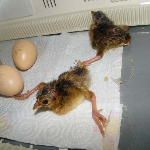 Figure 1. Straddled or splayed legs in chicks.