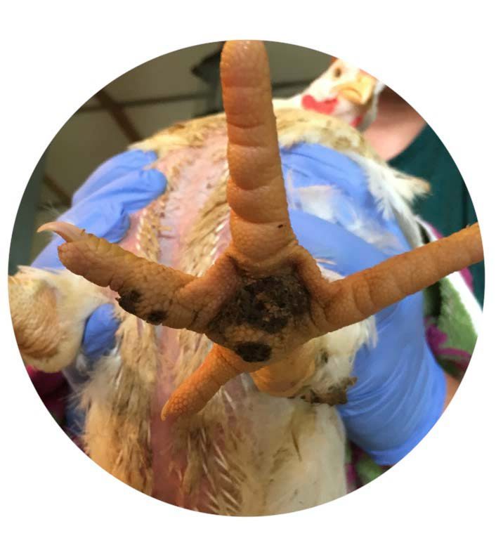 Figure 3. A commercial-type broiler chicken with severe footpad dermatitis.