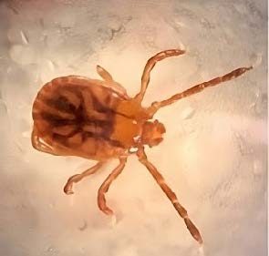 Figure 1. Asian longhorned tick