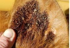 Figure 4. Yearling with ALT infestation.