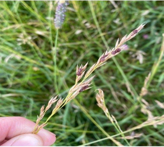 Figure 3. Ticks on the head of fescue grass.